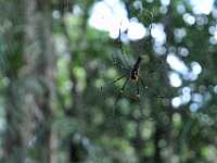 Cairns Kuranda Golden Orb spider 9063